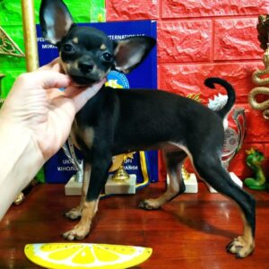 Levada Russian Toy Terrier