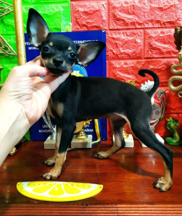 Levada Russian Toy Terrier Levada Russian Toy Terrier