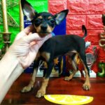 Lewis-male-Russian-Toy-puppy-for-sale-1