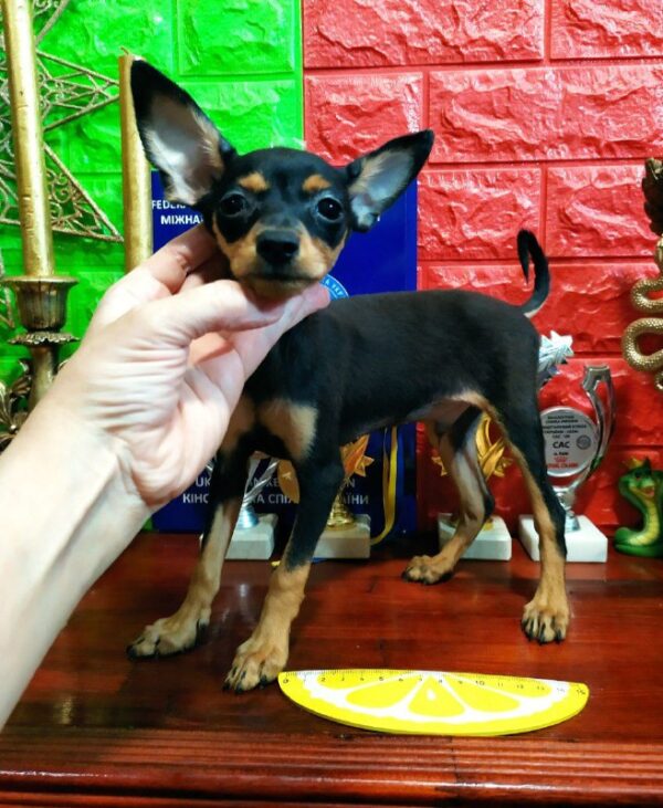 Lewis Russian Toy Terrier Lewis Russian Toy Terrier