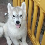 Lex-male-Siberian-Husky-puppy-for-sale-1 (1)