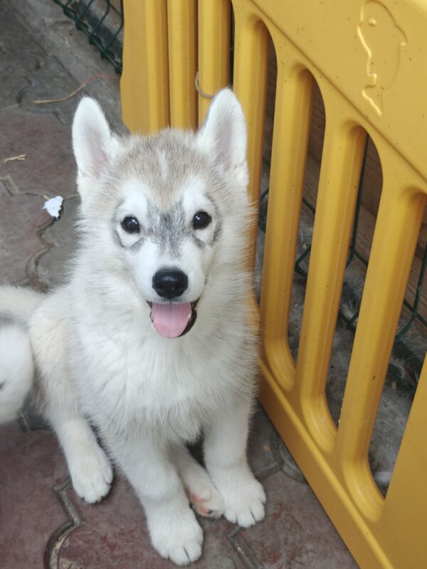 Lex Siberian Husky