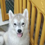 Lex-male-Siberian-Husky-puppy-for-sale-1 (2)