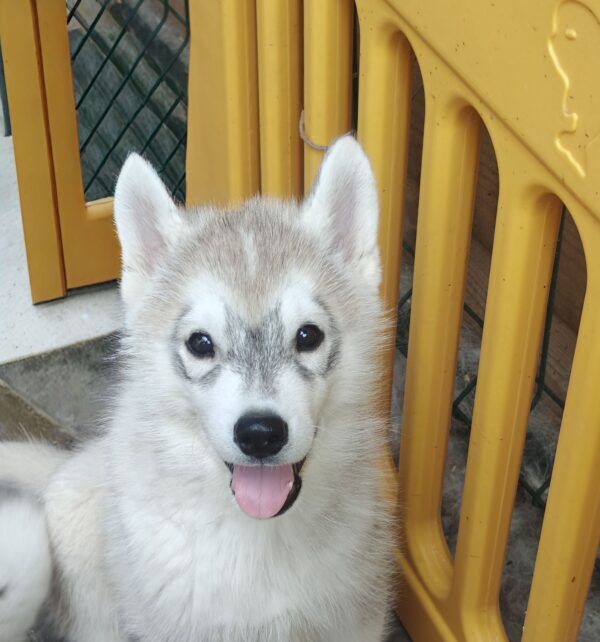 Lex Siberian Husky