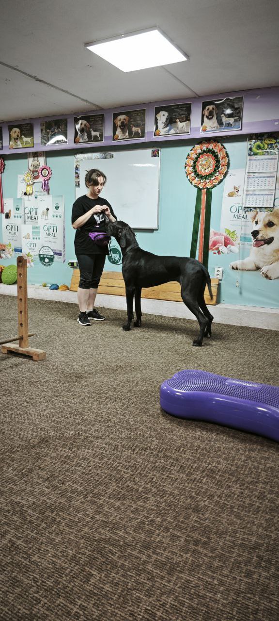 Leya Great Dane Leya Great Dane