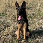 Olli German Shepherd