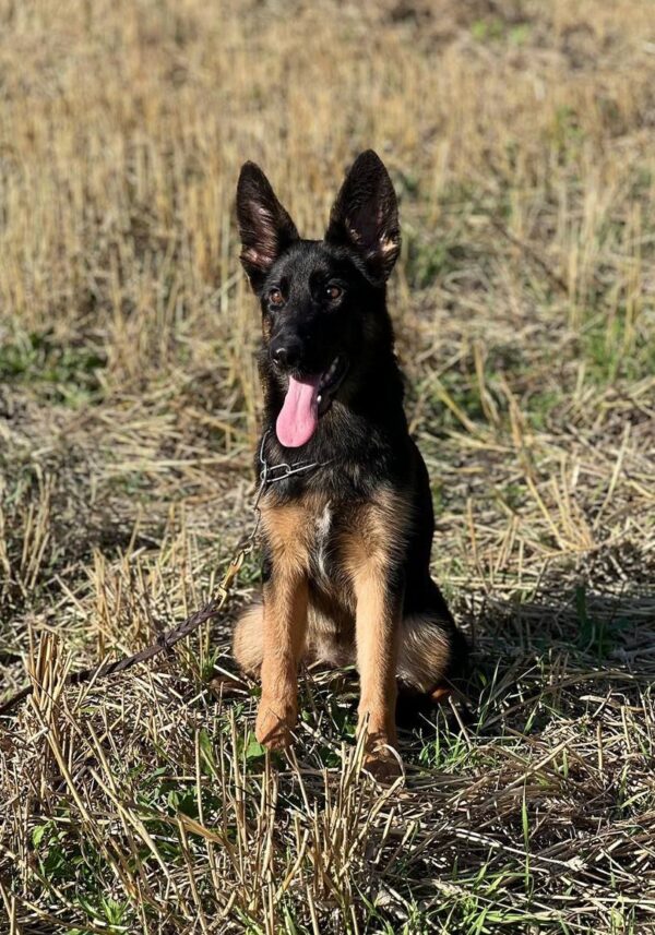 Liasa German Shepherd Liasa German Shepherd