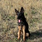 Liasa-female-German-Shepherd-puppy-for-sale-2
