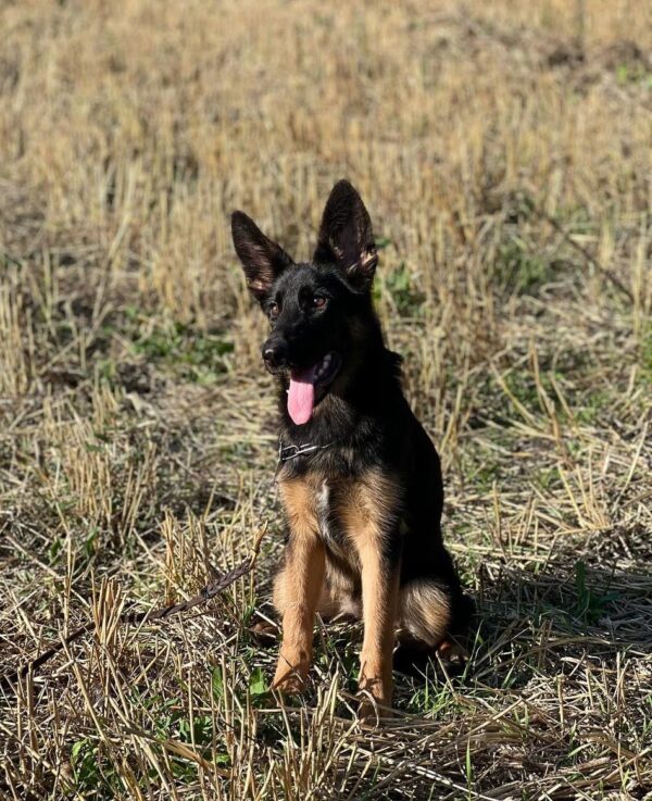 Liasa German Shepherd Liasa German Shepherd