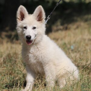 Lili White Swiss Shepherd