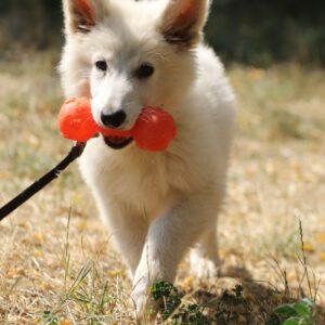 Lili White Swiss Shepherd