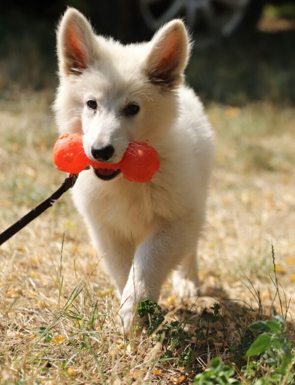 Lili White Swiss Shepherd Lili White Swiss Shepherd