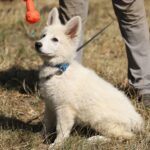Lili-female-white-swiss-shepherd-puppy-for-sale- (3)