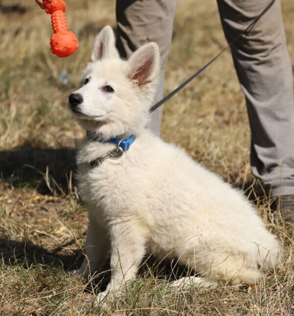 Lili White Swiss Shepherd Lili White Swiss Shepherd