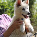 Lili-female-white-swiss-shepherd-puppy-for-sale- (4)