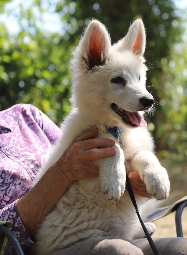 Lili White Swiss Shepherd Lili White Swiss Shepherd