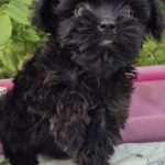 Lima-female-Yorkipoo-puppy-for-sale-1