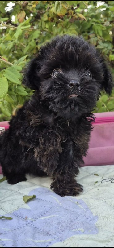 Lima Yorkipoo Lima Yorkipoo