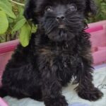 Lima-female-Yorkipoo-puppy-for-sale-2