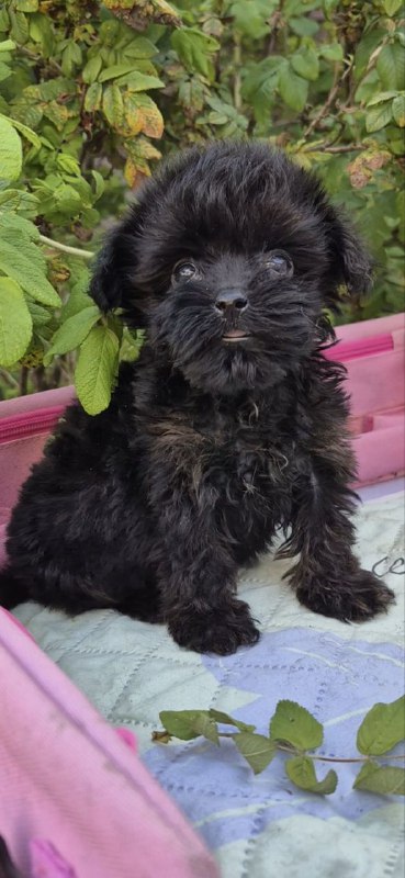 Lima Yorkipoo Lima Yorkipoo