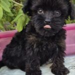 Lima-female-Yorkipoo-puppy-for-sale-3
