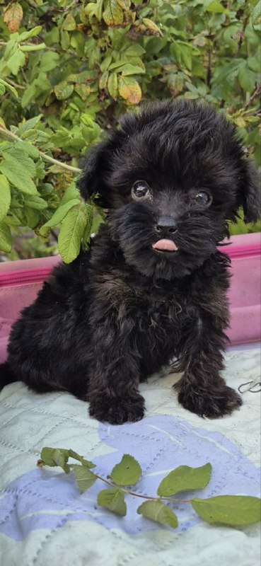 Lima Yorkipoo Lima Yorkipoo