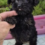 Lima-female-Yorkipoo-puppy-for-sale-4