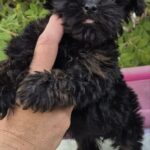 Lima-female-Yorkipoo-puppy-for-sale-5