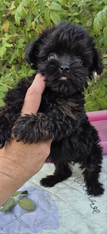 Lima Yorkipoo Lima Yorkipoo