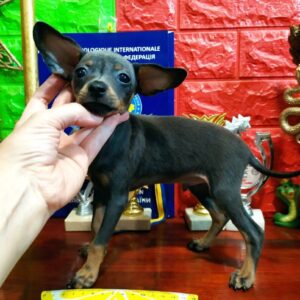 Lipton Russian Toy Terrier