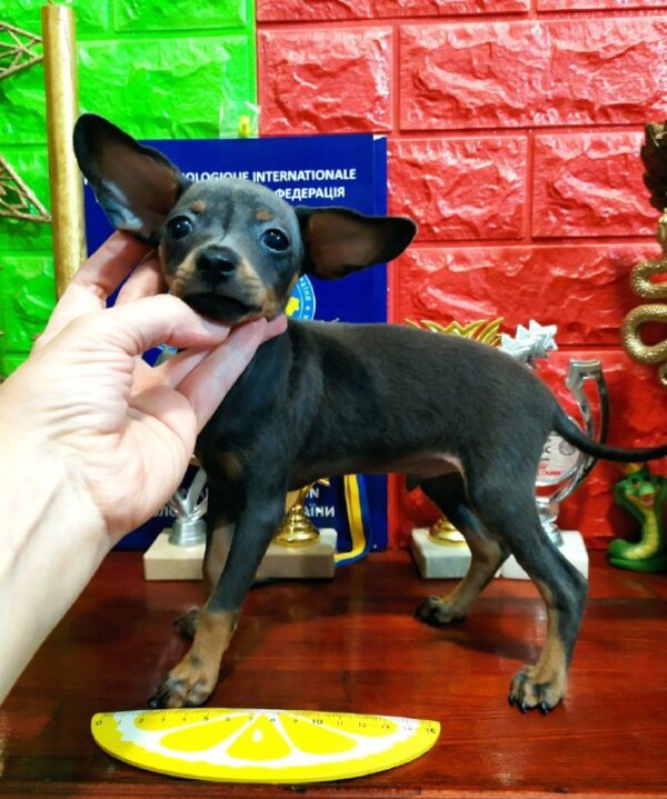 Lipton Russian Toy Terrier Lipton Russian Toy Terrier