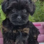 Lissa-female-Yorkipoo-puppy-for-sale-1