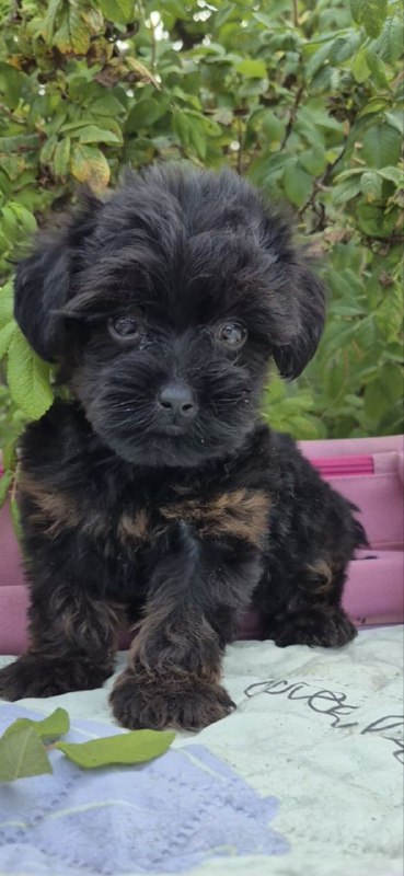 Lissa Yorkipoo