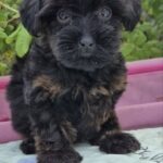 Lissa-female-Yorkipoo-puppy-for-sale-2
