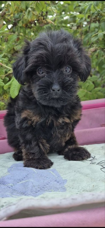 Lissa Yorkipoo