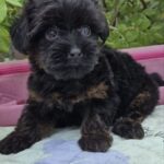 Lissa-female-Yorkipoo-puppy-for-sale-3