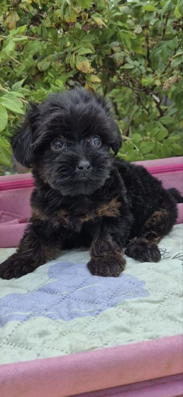Lissa Yorkipoo