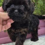 Lissa-female-Yorkipoo-puppy-for-sale-4