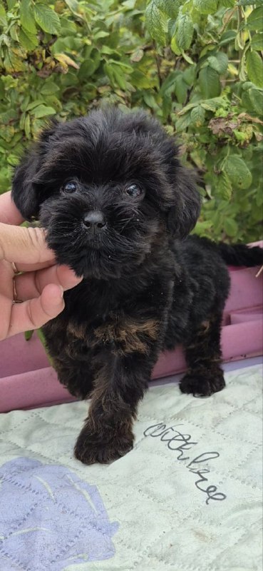 Lissa Yorkipoo
