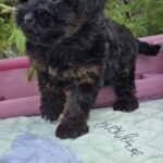 Lissa-female-Yorkipoo-puppy-for-sale-5