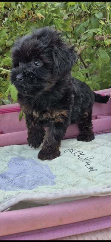 Lissa Yorkipoo