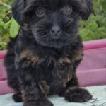 Lissa-female-Yorkipoo-puppy-for-sale-6