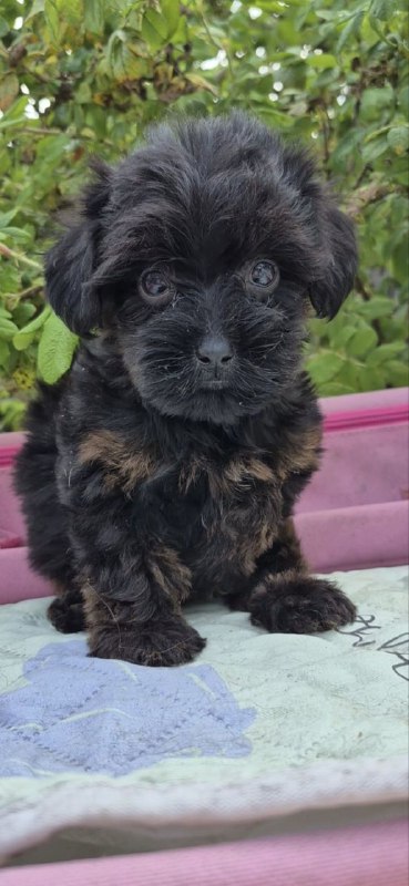 Lissa Yorkipoo