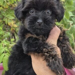 Lissa Yorkipoo