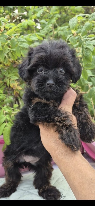 Lissa Yorkipoo