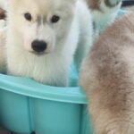Lord-male-Siberian-Husky-puppy-for-sale-1 (1)