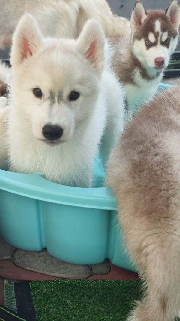 Lord Siberian Husky Lord Siberian Husky