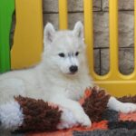 Lord-male-Siberian-Husky-puppy-for-sale-1 (2)