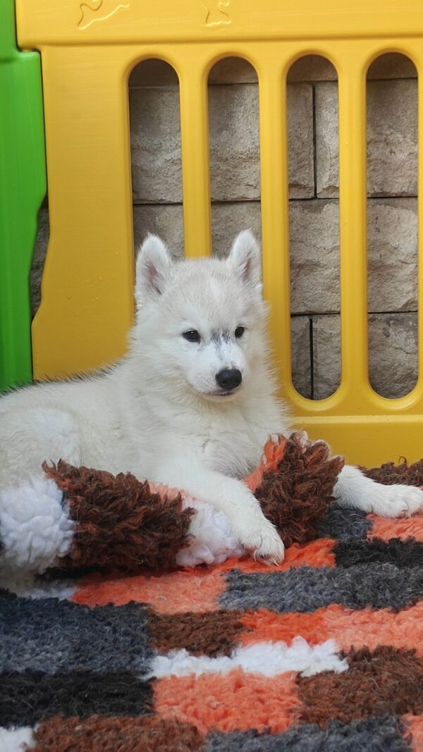 Lord Siberian Husky Lord Siberian Husky