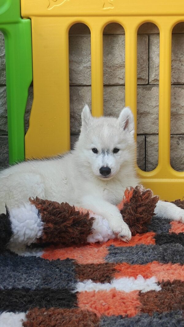 Lord Siberian Husky Lord Siberian Husky